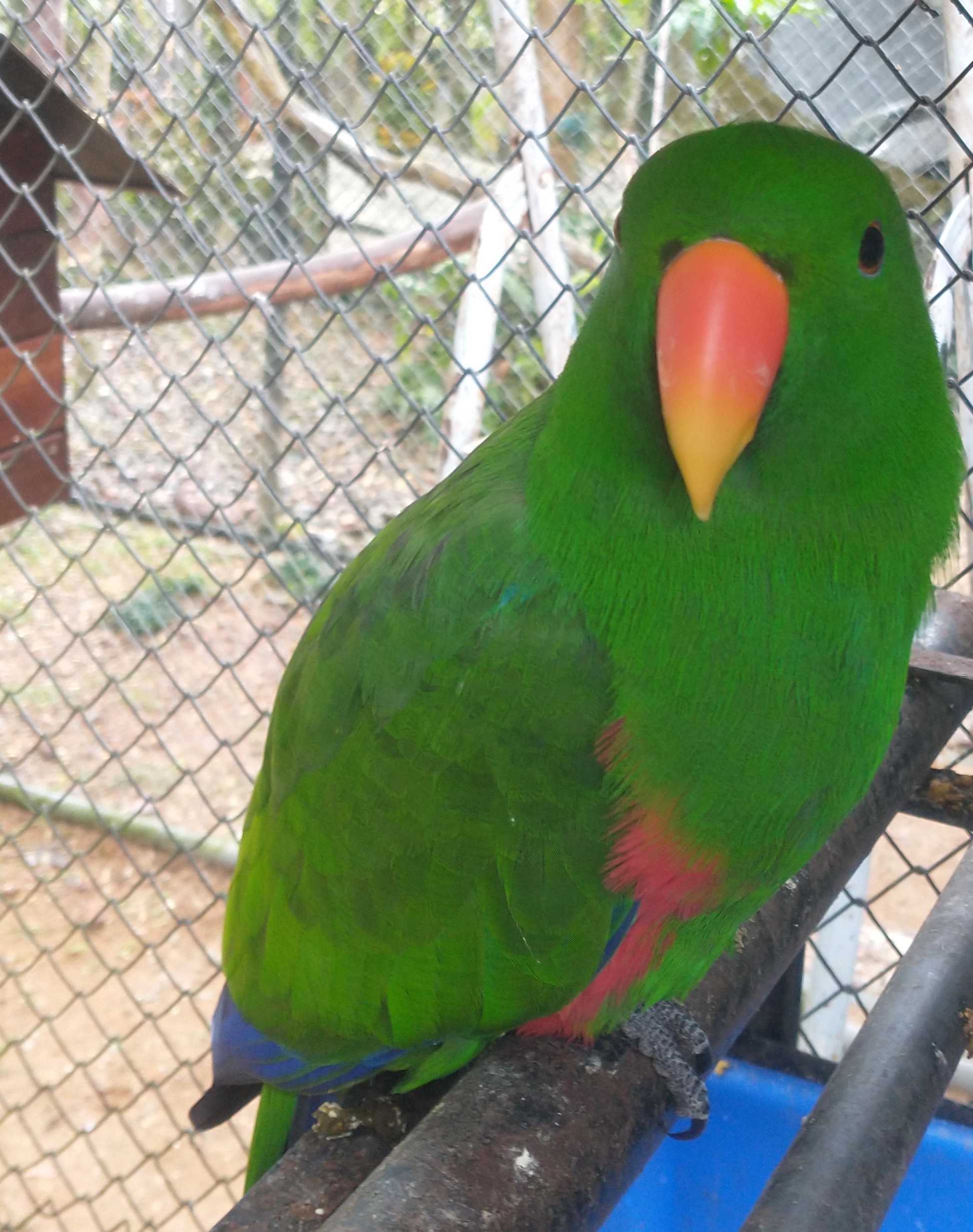 Eclectus macho em cores verdes