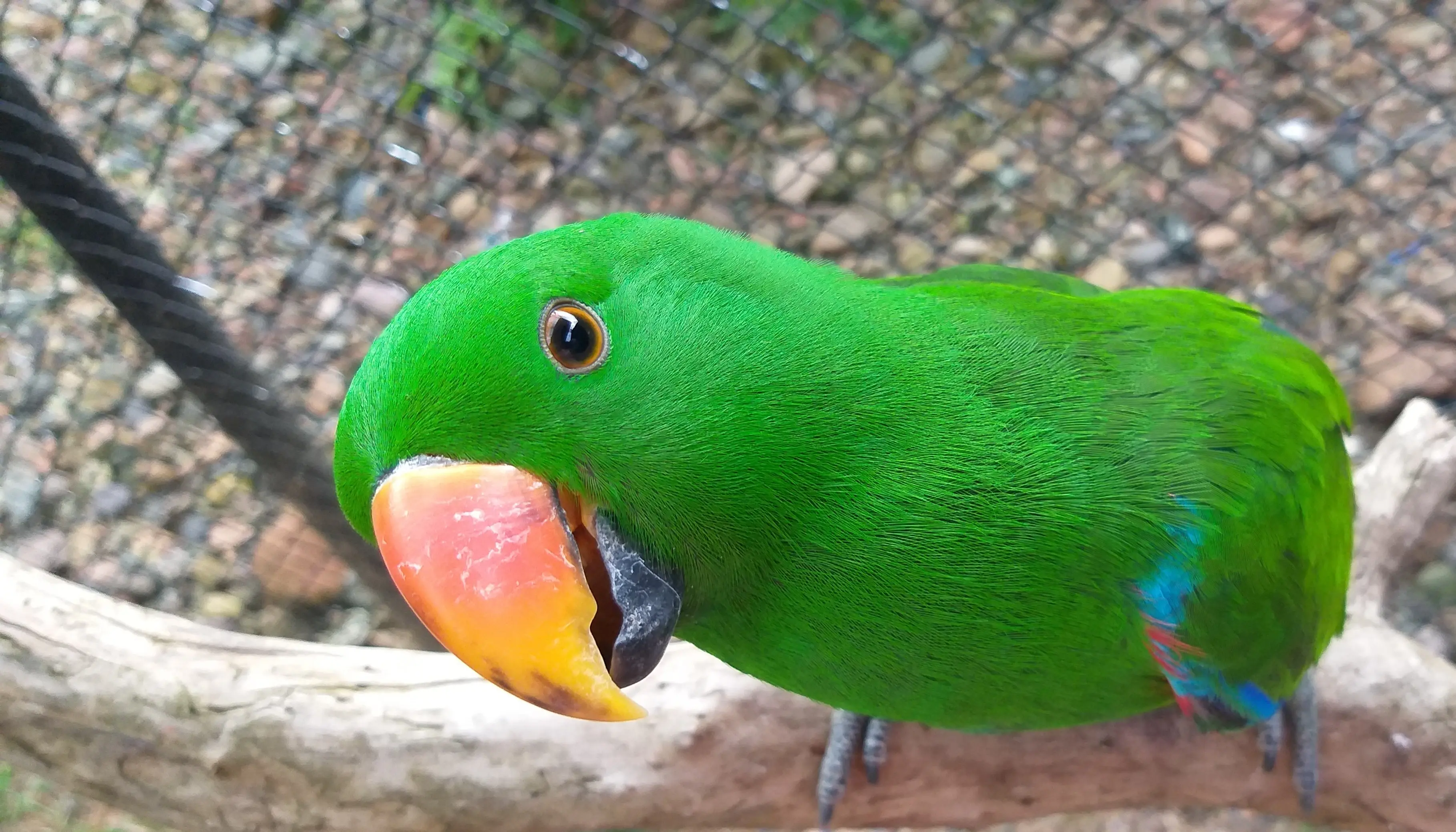 Nosso Eclectus Ozzy